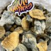 makilla gorilla magic mushroom